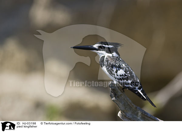 pied kingfisher / HJ-03198