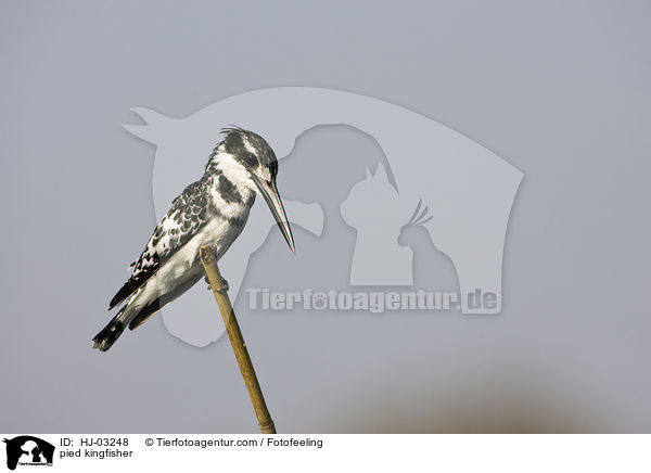 pied kingfisher / HJ-03248