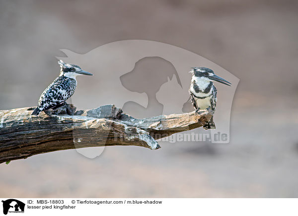 Graufischer / lesser pied kingfisher / MBS-18803