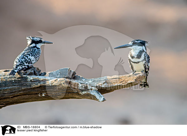 Graufischer / lesser pied kingfisher / MBS-18804