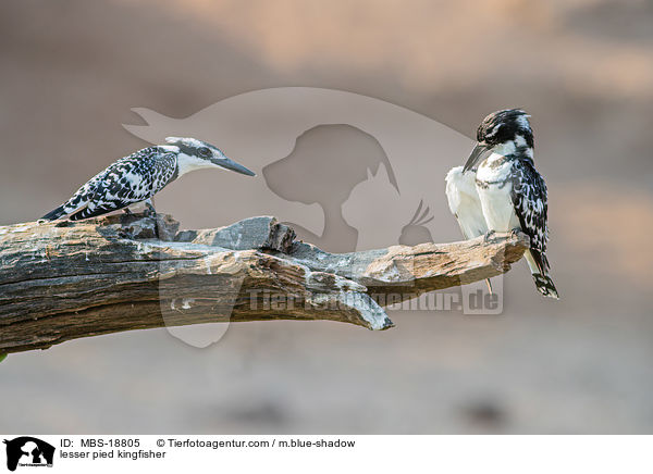 Graufischer / lesser pied kingfisher / MBS-18805