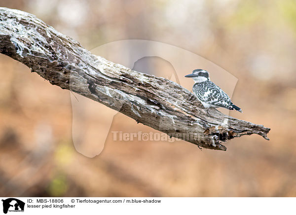 Graufischer / lesser pied kingfisher / MBS-18806