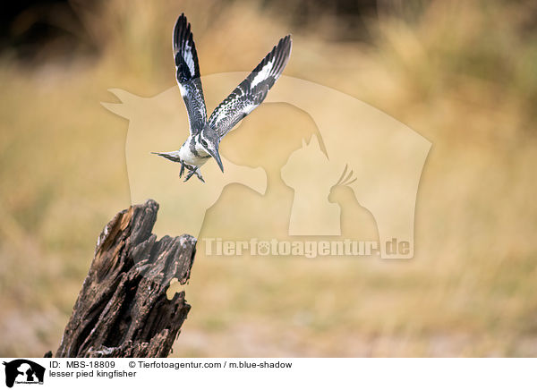 Graufischer / lesser pied kingfisher / MBS-18809