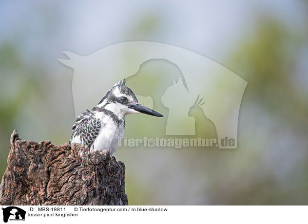 Graufischer / lesser pied kingfisher / MBS-18811