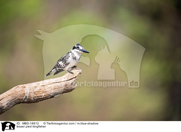 Graufischer / lesser pied kingfisher / MBS-18812