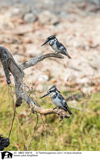 Graufischer / lesser pied kingfisher / MBS-18816