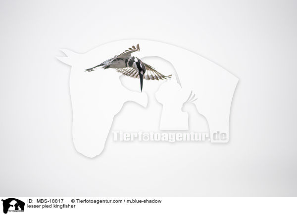 Graufischer / lesser pied kingfisher / MBS-18817