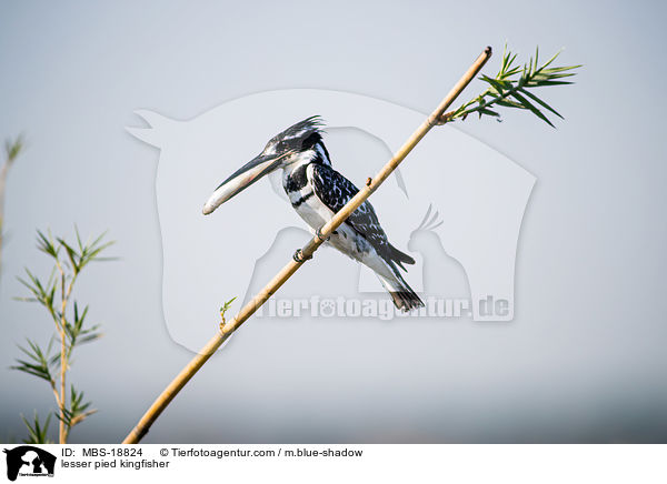 Graufischer / lesser pied kingfisher / MBS-18824