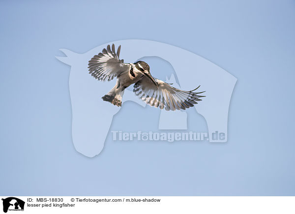 lesser pied kingfisher / MBS-18830