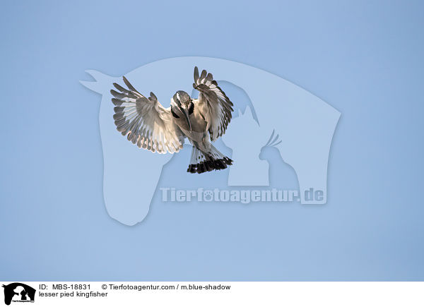 Graufischer / lesser pied kingfisher / MBS-18831