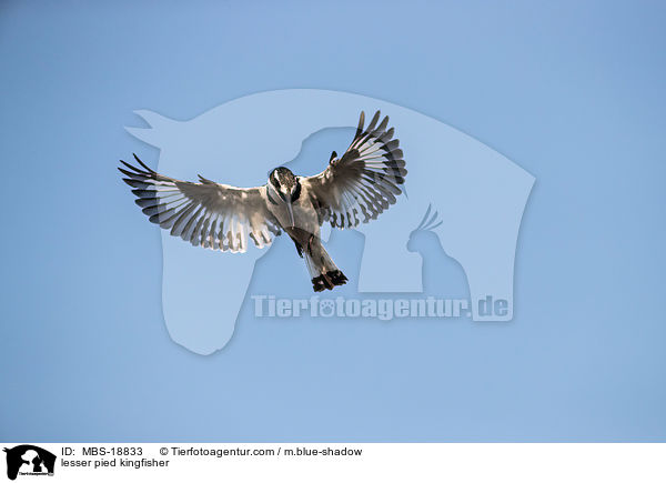 Graufischer / lesser pied kingfisher / MBS-18833