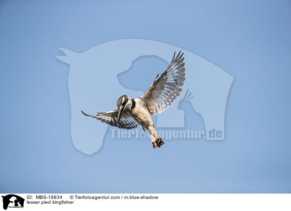 Graufischer / lesser pied kingfisher / MBS-18834