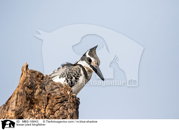 Graufischer / lesser pied kingfisher / MBS-18843