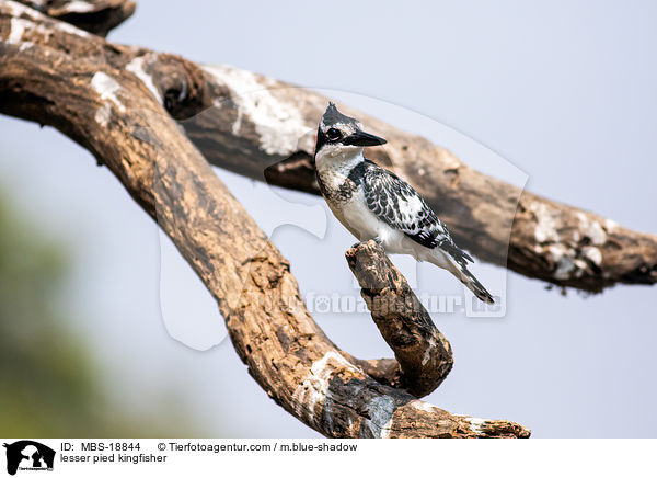 Graufischer / lesser pied kingfisher / MBS-18844