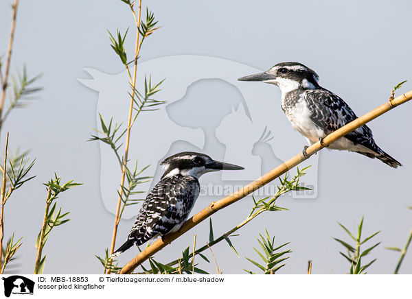 Graufischer / lesser pied kingfisher / MBS-18853