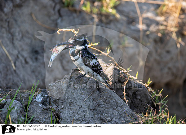 lesser pied kingfisher / MBS-18857