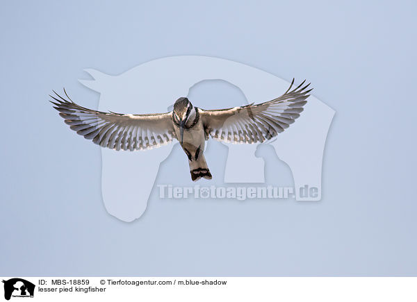 Graufischer / lesser pied kingfisher / MBS-18859