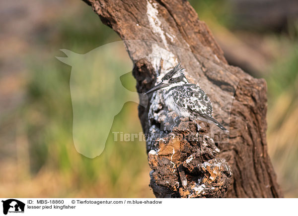 Graufischer / lesser pied kingfisher / MBS-18860