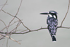 pied kingfisher