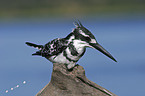 pied kingfisher