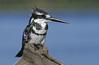 pied kingfisher