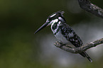 pied kingfisher