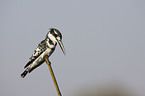 pied kingfisher