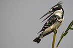 lesser pied kingfisher