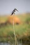 lesser pied kingfisher