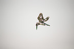 lesser pied kingfisher