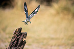 lesser pied kingfisher