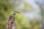 lesser pied kingfisher
