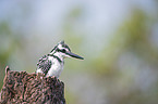 lesser pied kingfisher