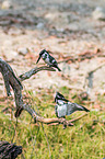 lesser pied kingfisher