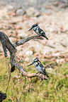 lesser pied kingfisher