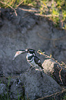 lesser pied kingfisher