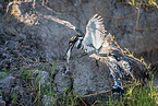 lesser pied kingfisher