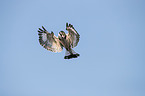 lesser pied kingfisher