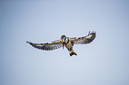 lesser pied kingfisher