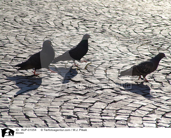 doves / WJP-01054