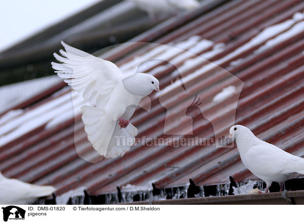 Tauben / pigeons / DMS-01820