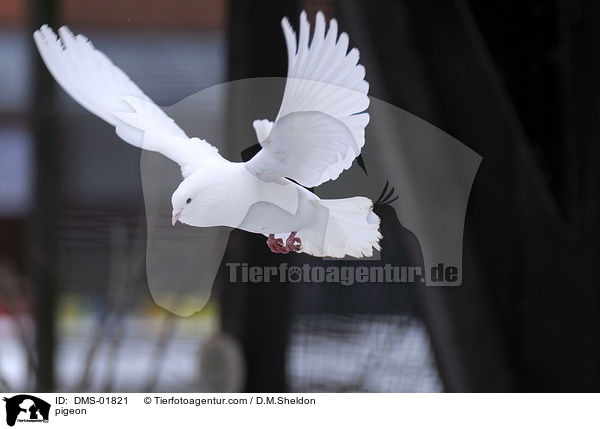 Taube / pigeon / DMS-01821