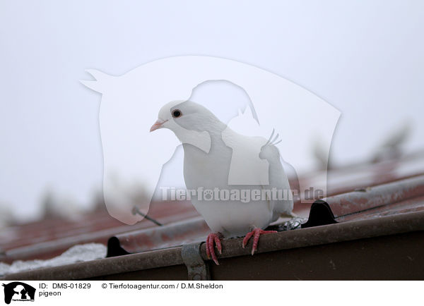 Taube / pigeon / DMS-01829