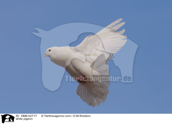 weie Taube / white pigeon / DMS-02717