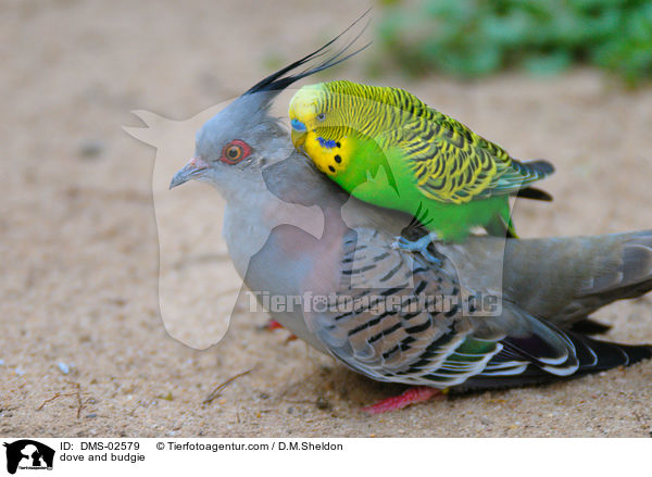 Taube und Wellensittich / dove and budgie / DMS-02579
