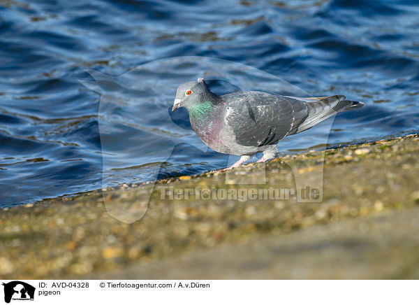 Taube / pigeon / AVD-04328