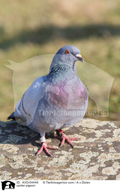 Brieftaube / carrier pigeon / AVD-04449