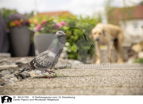 Brieftaube und Rhodesian Ridgeback / Carrier Pigeon and Rhodesian Ridgeback / SK-01792