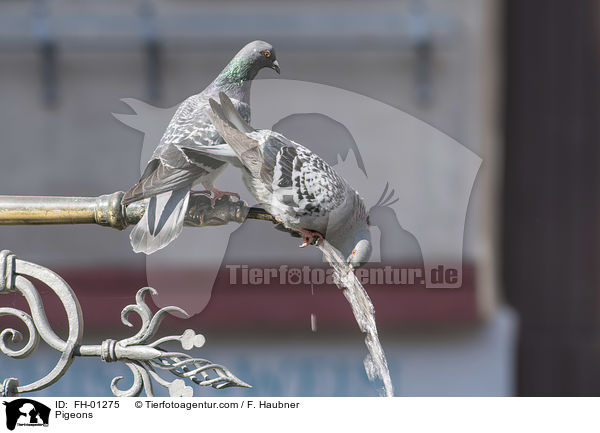 Haustauben / Pigeons / FH-01275