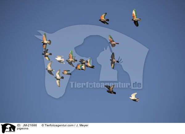 pigeons / JM-21686